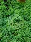 Humulus lupulus