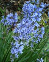 Hyacinthoides hispanica