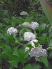 Hydrangea macrophylla