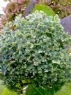 Hydrangea macrophylla