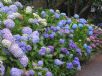 Hydrangea macrophylla