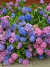 Hydrangea macrophylla