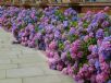 Hydrangea macrophylla