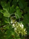 Hydrangea quercifolia