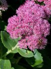 Sedum Autumn Joy