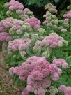 Sedum Autumn Joy