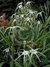 Hymenocallis caribaea