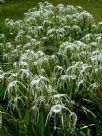 Hymenocallis caribaea