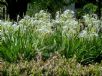 Hymenocallis caribaea