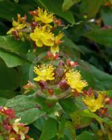 Hypericum androsaemum