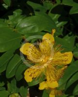 Hypericum calycinum