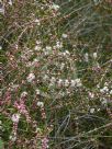 Hypocalymma angustifolium