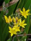 Hypoxis hemerocallidea