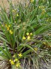 Hypoxis hemerocallidea