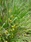 Hypoxis hemerocallidea