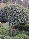 Ilex cornuta