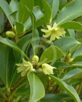 Illicium anisatum