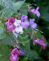 Impatiens glandulifera