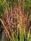 Imperata cylindrica Rubra