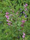 Indigofera amblyantha