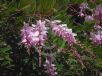 Indigofera decora