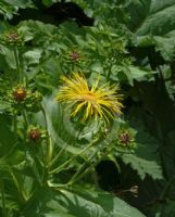 Inula magnifica