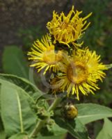 Inula racemosa