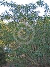Iochroma cyaneum