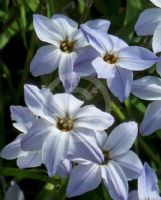 Ipheion uniflorum