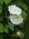 Ipomoea alba