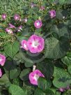 Ipomoea purpurea