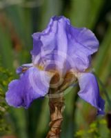 Iris pallida