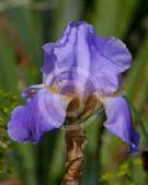 Iris pallida