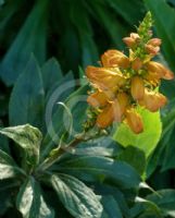 Digitalis sceptrum