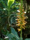 Digitalis sceptrum