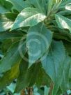 Digitalis sceptrum