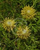 Isopogon anemonifolius