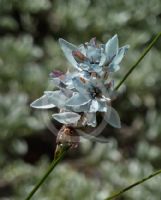 Ixia viridiflora