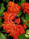 Ixora chinensis