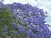 Jacaranda mimosifolia