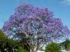 Jacaranda mimosifolia