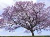 Jacaranda mimosifolia