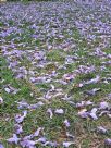Jacaranda mimosifolia