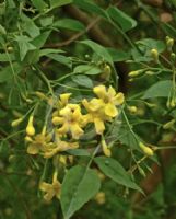 Chrysojasminum humile