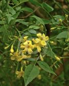 Jasminum humile