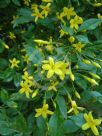 Chrysojasminum humile