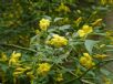 Chrysojasminum humile