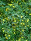 Chrysojasminum humile
