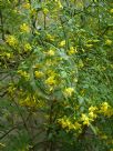 Chrysojasminum humile