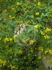 Chrysojasminum humile